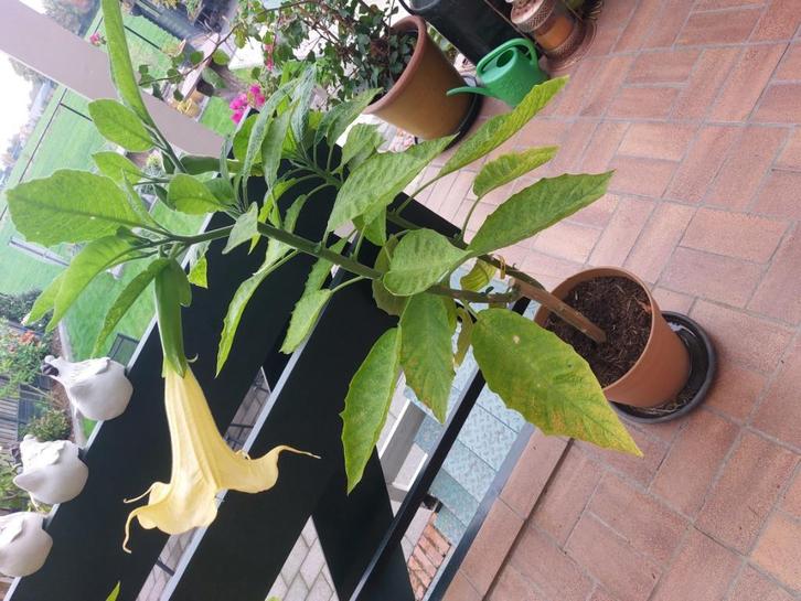 Mooie brugmansia steks/planten, Tuin en Terras, Planten | Tuinplanten, Overige soorten, Volle zon, Ophalen