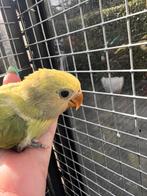 Jonge agapornissen Roseicollis, Geslacht onbekend, Dwergpapegaai of Agapornis