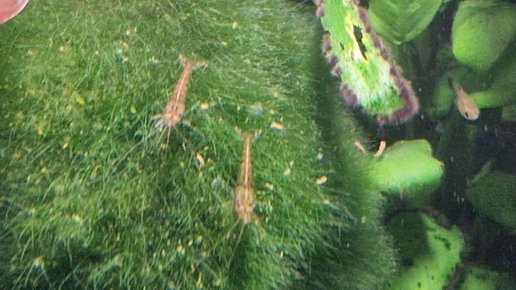 garnalan-guppen - algeneters, Dieren en Toebehoren, Vissen | Aquariumvissen, Zoetwatervis, Vis