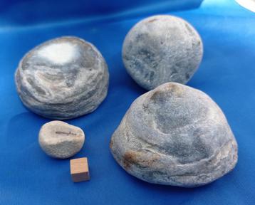 Aulocopium aurantium - Gotland beschikbaar voor biedingen