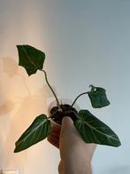 Philodendron gloriosum, Huis en Inrichting, Kamerplanten, Ophalen of Verzenden, Halfschaduw, Minder dan 100 cm