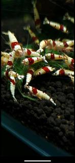 Crystal red SSS klasse PRL garnalen helder wit! Caridina, Dieren en Toebehoren, Kreeft, Krab of Garnaal