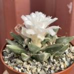 Cactus Ariocarpus Retusus potmaat 8,5 cm, Ophalen of Verzenden, Minder dan 100 cm, Bloeiende kamerplant, Volle zon