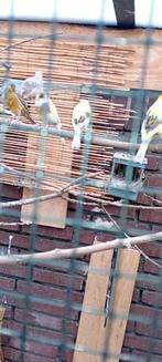 Vogelkooi, Dieren en Toebehoren, Ophalen of Verzenden, Zo goed als nieuw, Metaal, Vogelkooi