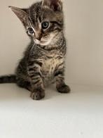 Kittens, Supermooie Tijgerprint, echte lieve knuffelaars, Meerdere dieren, 0 tot 2 jaar