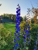 Zaden Delphinium mirabile, Tuin en Terras, Verzenden, Voorjaar, Volle zon, Zaad