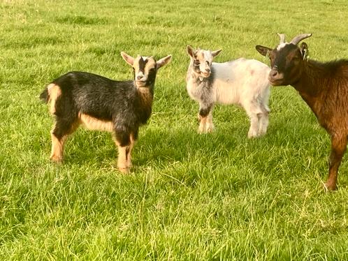 Twee leuke bokjes te koop, Dieren en Toebehoren, Schapen, Geiten en Varkens, Geit, Mannelijk