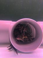 Kweekgroep Lucipines Polly White XL