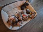 Franse Bulldog, Dieren en Toebehoren, Honden | Teckels en Dashonden, 8 tot 15 weken, Korthaar, Meerdere, Meerdere dieren