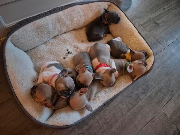 Franse Bulldog, Dieren en Toebehoren, Honden | Teckels en Dashonden, Meerdere dieren, Korthaar, Standaard, Particulier, Meerdere
