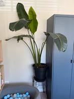 Strelitzia Kamerplant, Huis en Inrichting, Kamerplanten, Ophalen, Overige soorten, Halfschaduw, In pot