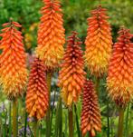 Kniphofia vuurpijl, Volle zon, Vaste plant, Zomer, Ophalen