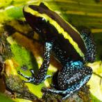Phyllobates aurotaenia 'Groen', Dieren en Toebehoren, Reptielen en Amfibieën, Amfibie, 0 tot 2 jaar