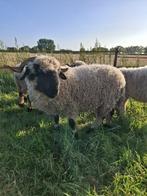 Walliser schwarnase, ooi nog 1 te koop, Dieren en Toebehoren, Schapen, Geiten en Varkens, Vrouwelijk, Schaap