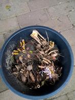 Dahlia Knollen - 5 stuks per bak, Volle zon, Vaste plant, Zomer, Ophalen