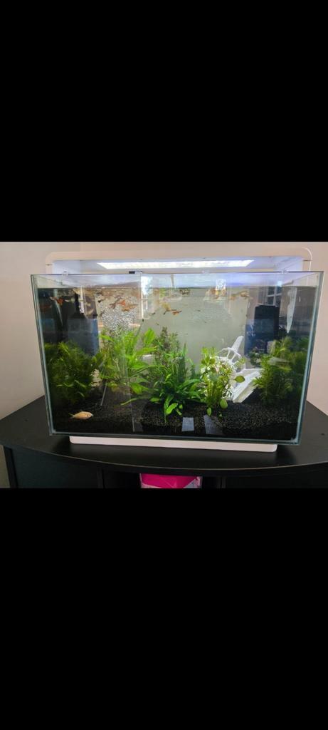 Aquarium, Dieren en Toebehoren, Vissen | Aquaria en Toebehoren, Gevuld zoetwateraquarium, Ophalen