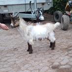 Landgeit bok, Dieren en Toebehoren, Schapen, Geiten en Varkens, Mannelijk, Geit