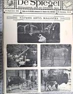 Artis 1908; dubbele bladzijde met dieren in Artis, Verzenden, Voor 1940, Gebruikt, Dier