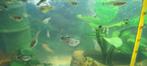 Guppy vrouwtjes, Dieren en Toebehoren, Vissen | Aquariumvissen, Vis
