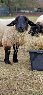 Ooien, Vrouwelijk, Schaap