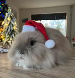 Lieve teddy dwerg, Dieren en Toebehoren, Mannelijk, Dwerg