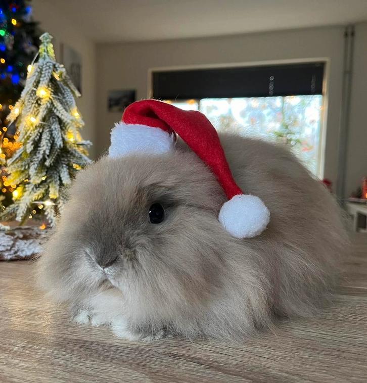 Lieve teddy dwerg, Dieren en Toebehoren, Konijnen, Dwerg, Mannelijk