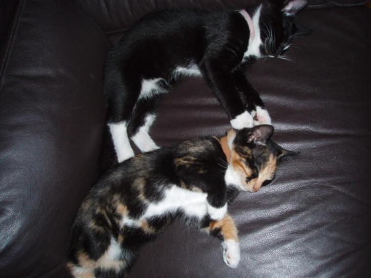 Poes vermist heeft halsbandje met siersteentjes, Dieren en Toebehoren, Vermiste en Gevonden Dieren