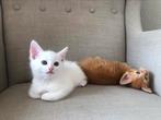 Nog 2 prachtige Maincoon mix - kater kittens, Kater, Langharig, 0 tot 2 jaar