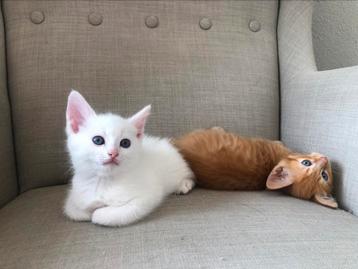 Nog 2 prachtige Maincoon mix - kater kittens beschikbaar voor biedingen