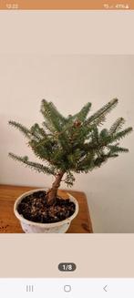 koriaanse den als bonsai, Ophalen, Bloeit niet, Vaste plant, Overige soorten