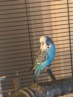 Engelse parkiet, Dieren en Toebehoren, Vogels | Parkieten en Papegaaien, Mannelijk, Parkiet