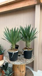 Yucca gloriosa lone star, Huis en Inrichting, Kamerplanten, Minder dan 100 cm, Ophalen of Verzenden, Halfschaduw