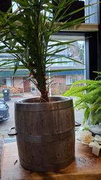 Houten karnton of kaaston met handvatten, Antiek en Kunst, Curiosa en Brocante, Ophalen