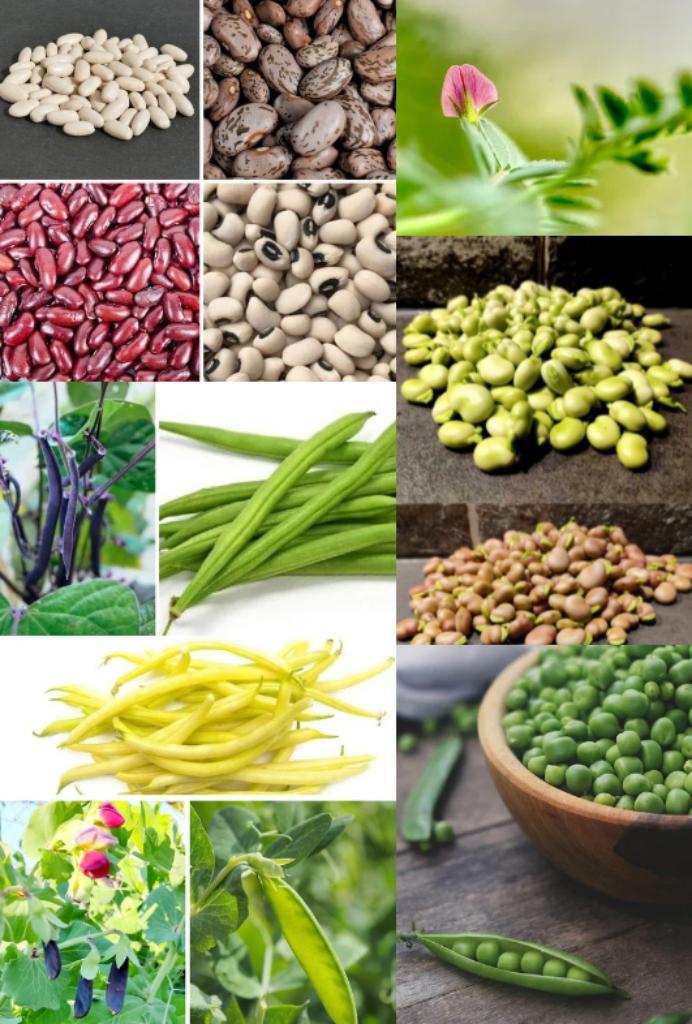 Diverse bonen en peulvruchten zaden, Tuin en Terras, Bloembollen en Zaden, Zaad, Verzenden