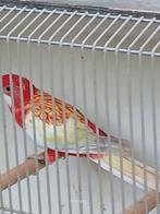 mutatie rosella,s, Dieren en Toebehoren, Vogels | Parkieten en Papegaaien, Vrouwelijk, Parkiet, Geringd