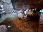 4 bonte lammeren, Dieren en Toebehoren, Schapen, Geiten en Varkens, Vrouwelijk, Schaap