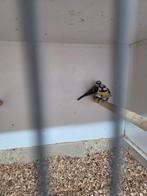 Pimpel meesjes, Meerdere dieren, Tropenvogel