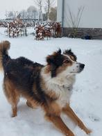 Gez.: Lieve oppas Paasweekend voor onze actieve hond Senna.