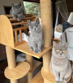 Brits Korthaar Blauw 🌸 de laatste twee 😺😸, Dieren en Toebehoren, Katten en Kittens | Raskatten | Korthaar, Meerdere dieren