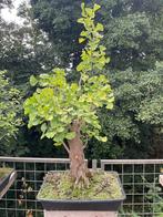 Bonsai bomen, Ophalen, Overige soorten, Minder dan 100 cm