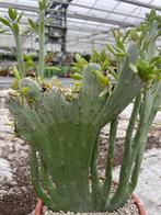 Senecio Anteuphorbium Cristaat 18cm pot., Overige soorten, Ophalen of Verzenden, In pot, Minder dan 100 cm