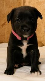 PUPPIES HEEL MOOI NESTJE !, Rabiës (hondsdolheid), 8 tot 15 weken, Meerdere, Meerdere dieren