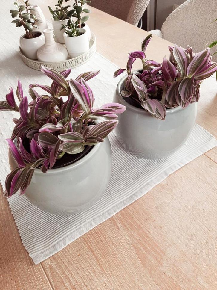 prachtige Tradescantia Nanouk, Huis en Inrichting, Kamerplanten, Minder dan 100 cm, Halfschaduw, Ophalen of Verzenden