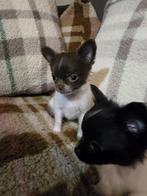 Chihuahua  pups, Dieren en Toebehoren, Honden | Chihuahua's en Gezelschapshonden, 8 tot 15 weken, Meerdere, Meerdere dieren, Chihuahua