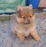 prachtige pomeriaan/kleinkees pup, Dieren en Toebehoren, Honden | Poolhonden, Keeshonden en Oertypen, Keeshond, Reu, CDV (hondenziekte)