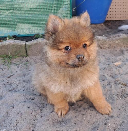 prachtige pomeriaan/kleinkees pup, Dieren en Toebehoren, Honden | Poolhonden, Keeshonden en Oertypen, Reu, Keeshond, Particulier