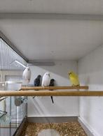 7 grasparkieten en 3 personatas, Dieren en Toebehoren, Vogels | Parkieten en Papegaaien, Meerdere dieren, Parkiet, Geringd