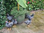 5 wyandotte kriel haantjes gratis, Mannelijk, Kip