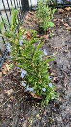 Rozemarijn planten, Tuin en Terras, Planten | Tuinplanten, Volle zon, Vaste plant, Zomer, Ophalen