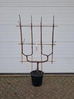 Fruitbomen, Ophalen, Lente, Overige soorten, In pot